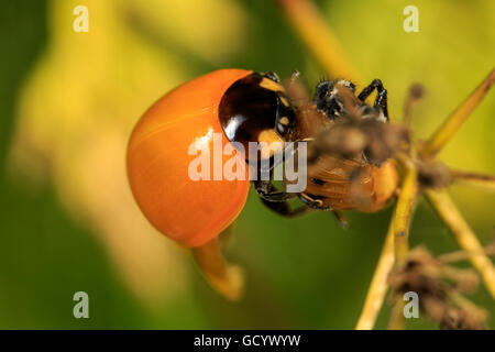 Sette-spotted Lady Beetle (Coccinella septempunctata) Foto Stock