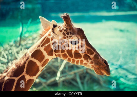 Ritratto di una giraffa contro verde sfondo naturale Foto Stock