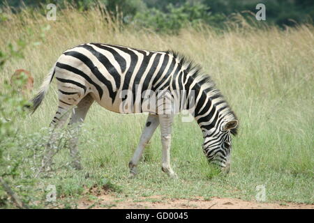 Una zebra al pascolo nei lussureggianti pascoli del Parco Nazionale di Pilanesberg Foto Stock