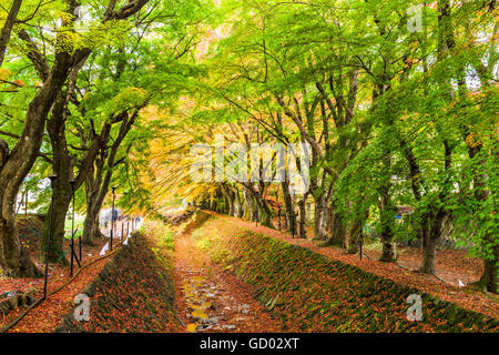 Maple corridoio vicino al Lago Kawaguchi, Giappone durante l'autunno. Foto Stock