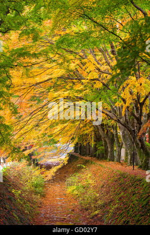 Maple corridoio vicino al Lago Kawaguchi, Giappone durante l'autunno. Foto Stock