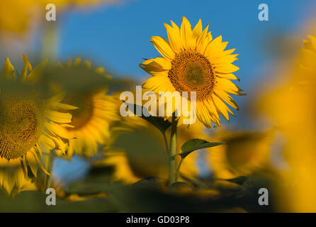 Semi di girasole nel campo di girasoli Foto Stock