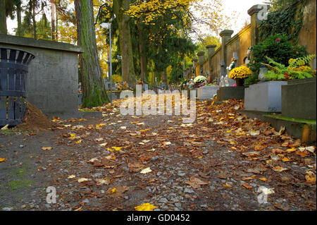 Giallo di foglie secche sul cimitero alley alla mattina autunnale Foto Stock