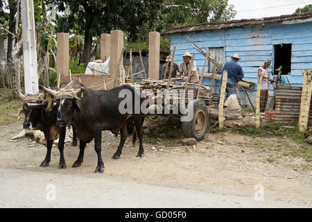 Gli uomini lo scarico di tagliare la canna da zucchero dal carrello di giovenco, la Valle de los Ingenios (Valle dei Mulini di zucchero), Trinidad, Cuba Foto Stock