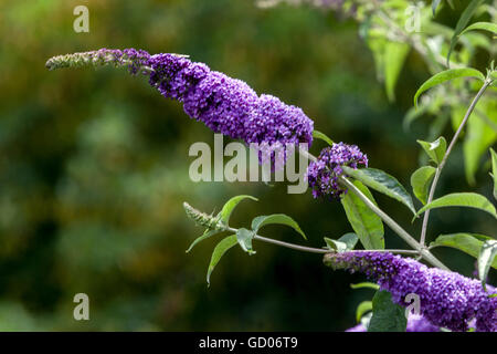 Buddleja davidii, Estate lilla Foto Stock