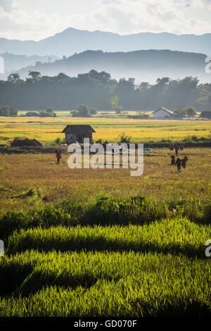 La gente la mietitura del riso nel caldo sole del pomeriggio vicino a Luang Namtha, Repubblica democratica popolare del Laos Foto Stock