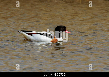 Common Shelduck Tadorna tadorna femmina adulta nuoto Foto Stock