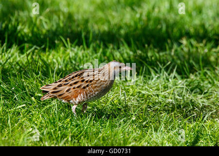 Re di Quaglie Crex crex adulto in area erbosa Foto Stock