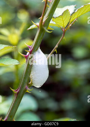 Macro. Il cuculo spit la fusione con la luce del sole - caduta di gocciolamento. Foto Stock