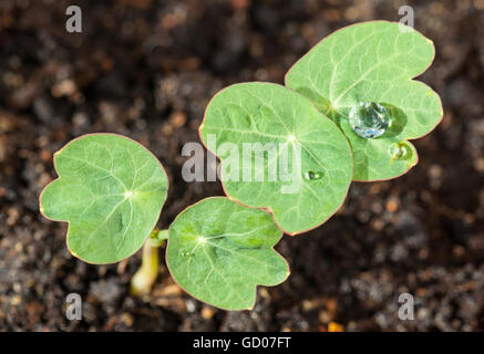 Piantine di Nasturtium, Tropaeolum, con gocce di acqua sulle foglie Foto Stock