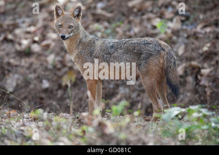 L'Indiano Jackal femmine gravide che avevano appena disseminato i suoi cuccioli e il roaming è stato intorno per cacciare per sfamare i suoi cuccioli in Dandeli Foto Stock