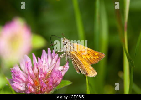 Close up di una farfalla nettare di aspirazione su un fiore rosso Foto Stock