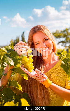 Donna viticoltore uve di prelievo al momento del raccolto nella vigna Foto Stock