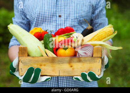 Imprenditore uomo con scatola di legno riempita di verdure fresche indossando i guanti Foto Stock