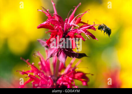 Monarda 'Gardenview Scarlet' Honey bee Flying, horsemint, tè oswego o fiore di bergamotto miele bee fiore rosso Foto Stock