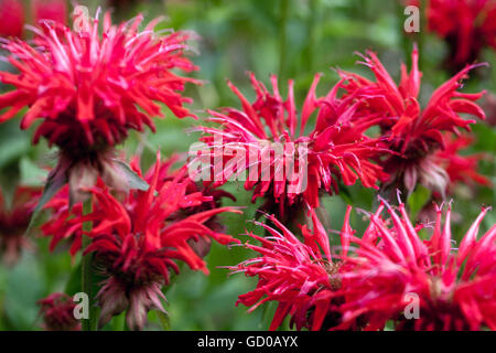 Red Monarda 'Gardenview Scarlet', balsamo d'api, caverna, tè oswego o bergamotto fiorire Foto Stock