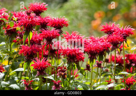 Red Monarda ' Vista Giardino Scarlet ', bergamotto, bellissimi fiori da giardino Foto Stock