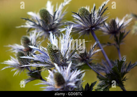 Eryngo e mare holly, eryngium alpinum Foto Stock