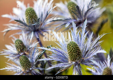 Eryngo e mare holly, eryngium alpinum Foto Stock