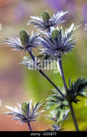 Eryngo e mare holly, eryngium alpinum Foto Stock