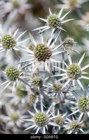 Eryngo e mare holly, Eryngium bourgati Foto Stock