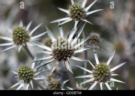 Eryngo e mare holly, Eryngium bourgati Foto Stock