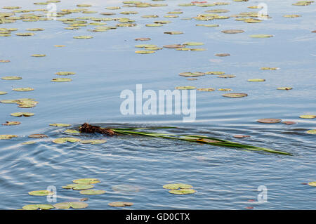 Vadnais Heights, Minnesota. Vadnais lake regional park. Muskrat taking vegetation for food and the den site. Foto Stock