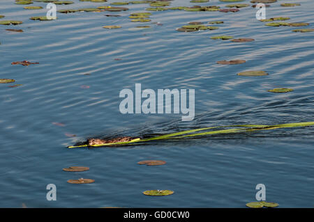 Vadnais Heights, Minnesota. Vadnais lake regional park. Muskrat taking vegetation for food and the den site. Foto Stock