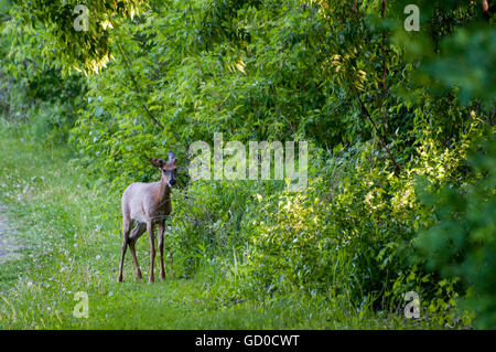 Little Canada, Minnesota. Gervais Mill Park. White-tailed deer, Odocoileus virginianus. Foto Stock