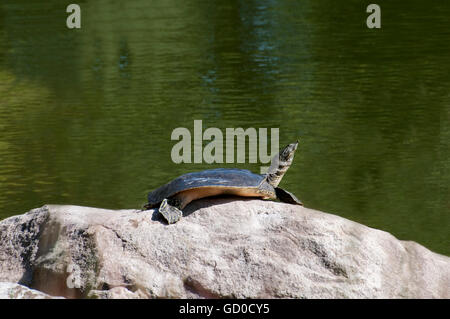 Little Canada, Minnesota. Gervais Mill Park. Spinosa Softshell tartaruga, Apalone spinifera, crogiolarsi al sole su una roccia. Foto Stock