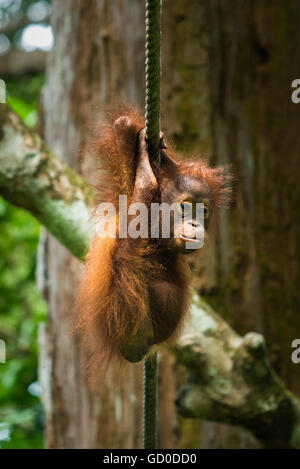 Un bambino orangutan pende da una corda in un santuario della fauna selvatica nel Borneo malaysiano. Foto Stock