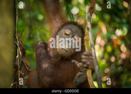 Una femmina adulta orangutan oscilla tra gli alberi in un santuario della fauna selvatica nel Borneo malaysiano. Foto Stock