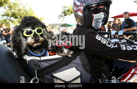 Heike Boxler cavalca il suo triciclo motorizzato con i suoi due gatti fortunati e Bobby durante il Biker Giorni di Pfullendorf, Germania, 09 luglio 2016. Foto: Thomas Warnack/dpa Foto Stock