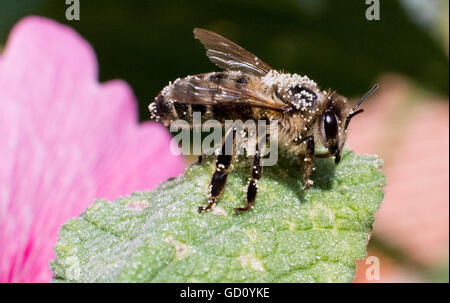 Sehnde, Germania. 11 Luglio, 2016. Un'ape coperti da polline si siede su una foglia in un giardino in Sehnde, Germania, 11 luglio 2016. Foto: Julian Stratenschulte/dpa/Alamy Live News Foto Stock