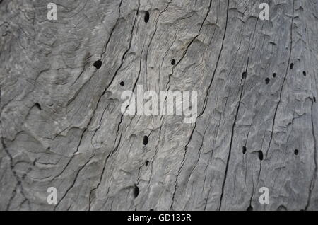 Vecchio, legno, vermi, tracce di worm, tarli, superficie closeup, grano, albero, ruvida, naturale, corteccia, bianco, Pest, marrone, luce Foto Stock