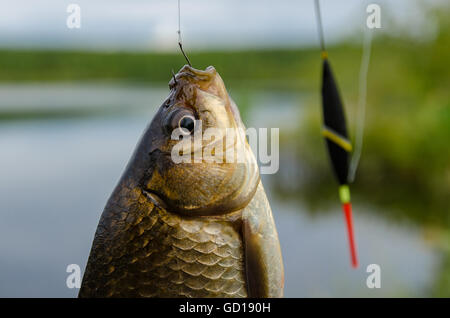 Carp catturati su un gancio Foto Stock