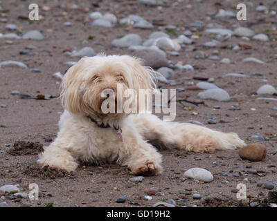 Scruffy piccolo cane bianco recante sulla spiaggia guardando la telecamera, REGNO UNITO Foto Stock