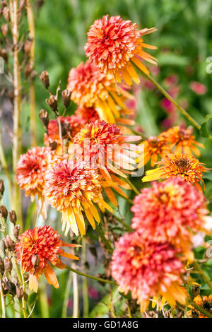 Orange Echinacea ‘Marmalade’ Foto Stock