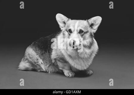 Bella welsh corgi cane Foto Stock