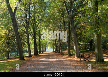 Viale di alberi, giardino botanico Parco Romberg, Dortmund, la zona della Ruhr, Renania settentrionale-Vestfalia Foto Stock