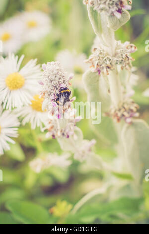 Bumblebee per raccogliere il polline nel mio giardino. Catturato questa bella creatura essendo fuori durante il fine settimana. Vintage/retrò adde tonificante Foto Stock