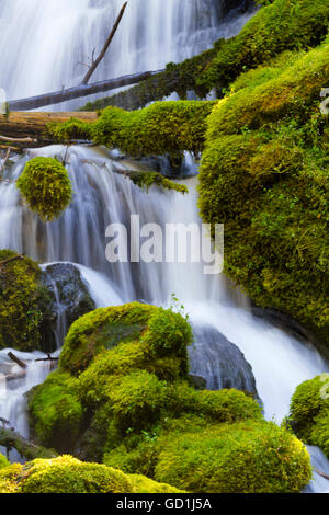 Naturale, registro caduto attraverso la cascata di seta e rocce di muschio di Clearwater cade in Oregon su Umpqua Scenic Byway. Foto Stock