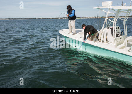 Pesca al largo della costa di Cape Cod, Massachusetts, Stati Uniti d'America Foto Stock