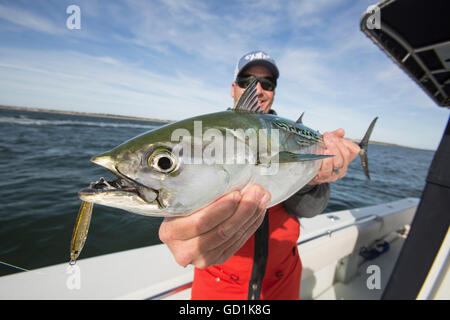 La pesca di false albacora al largo di Cape Cod, Massachusetts, Stati Uniti d'America Foto Stock