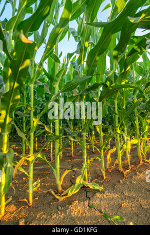 Il raccolto di mais stocchi di vegetali in pulito coltivati campo agricolo senza alghe Foto Stock