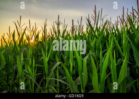 Mais alto di piante di raccolto nel tramonto, mais verde plantation crescente alta Foto Stock