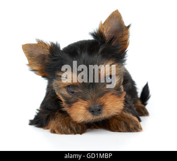 Un piccolo e grazioso cucciolo di Yorkshire Terrier isolato su bianco Foto Stock