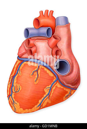 Vista posteriore di un normale del cuore e delle arterie Foto Stock