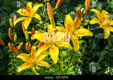 Alstroemeria dolce Laura Foto Stock