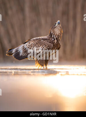 I capretti bianco-tailed Eagle (Haliaeetus albicilla) in piedi sul ghiaccio con una piuma sul suo becco in una palude congelati Foto Stock